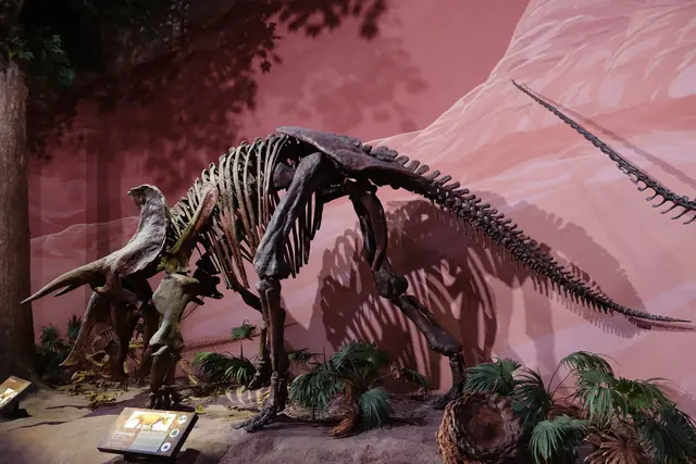 A mounted Triceratops skeleton cast in a painted desert diorama at the Museum of Ancient Life